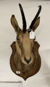 Taxidermy: Stag's head and a mounted ibex. (2)
