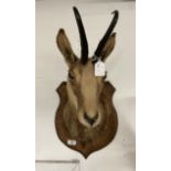 Taxidermy: Stag's head and a mounted ibex. (2)