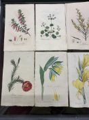 Ephemera Books: 'Exotic Botany' colour lithographs of exotic flowers, published 1805, James Edward