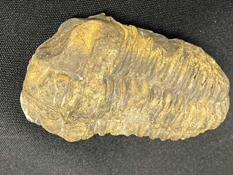 Fossils: - Image 3 of 4