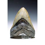 Grosser u. schwer Zahn eines gigantischen Megalodon-Hais