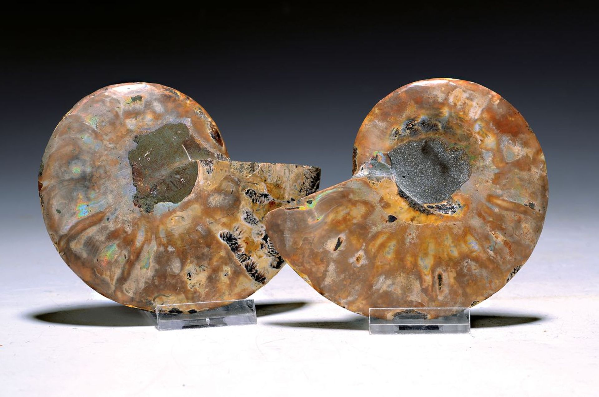 Ammoniten-Pärchen aus der Kreidezeit, Madagaskar, ca. 100