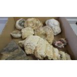 A Box Including Fossil & Fluorspar Etc