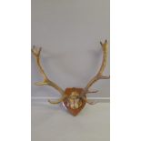 A Set Of Mounted Antlers