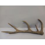 Antler (Damaged)