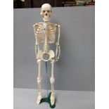 Skeleton On Stand H84cm