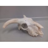 Sheep's Skull