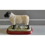 Border Fine Arts - Suffolk Ram A0735 On Wood Base