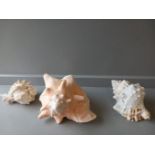 3 Sea Shells & 2 Coral Clusters