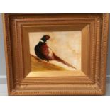 Oil Painting On Board - Pheasant Signed P Collins In Gilt Frame H41cm x W45cm