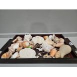 Wooden Tray & Assorted Seashells Etc