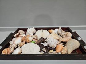 Wooden Tray & Assorted Seashells Etc