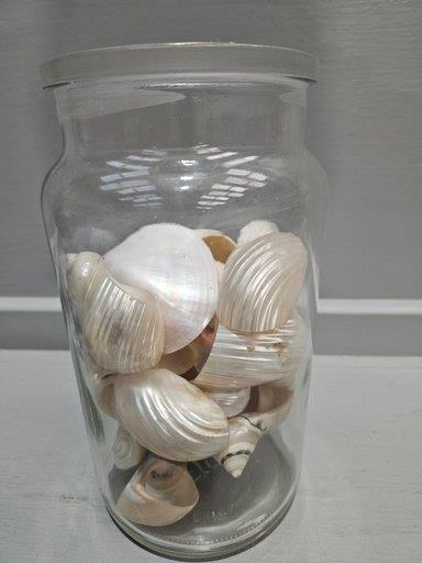 Shell Jewellery Box, Leaded Shell Design Wall Mirror & Assorted Shells Etc - Image 2 of 3