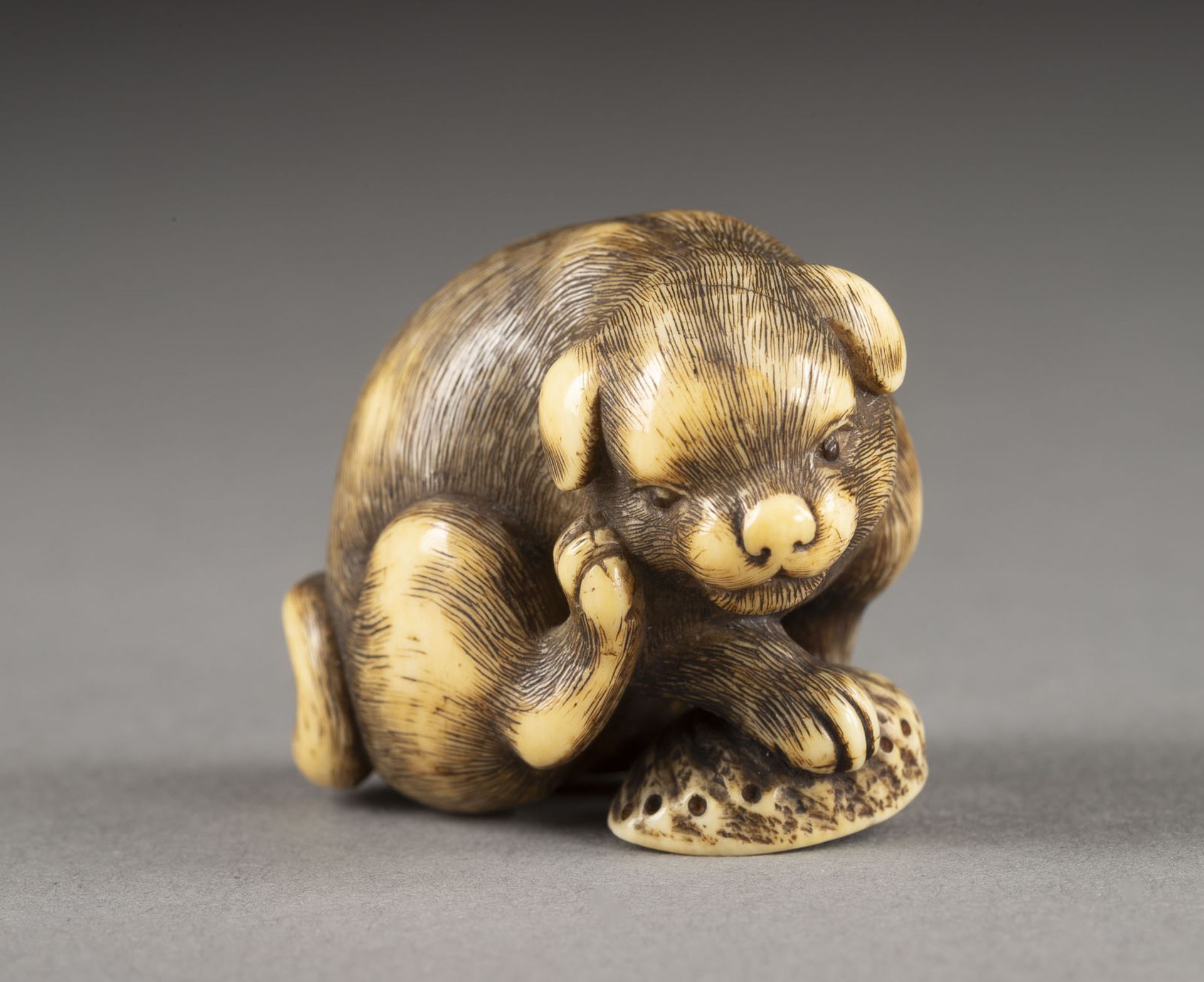 EIN FEINES GESCHNITZTES NETSUKE EINES HÜNDCHENS AUS ELFENBEIN - Image 3 of 8