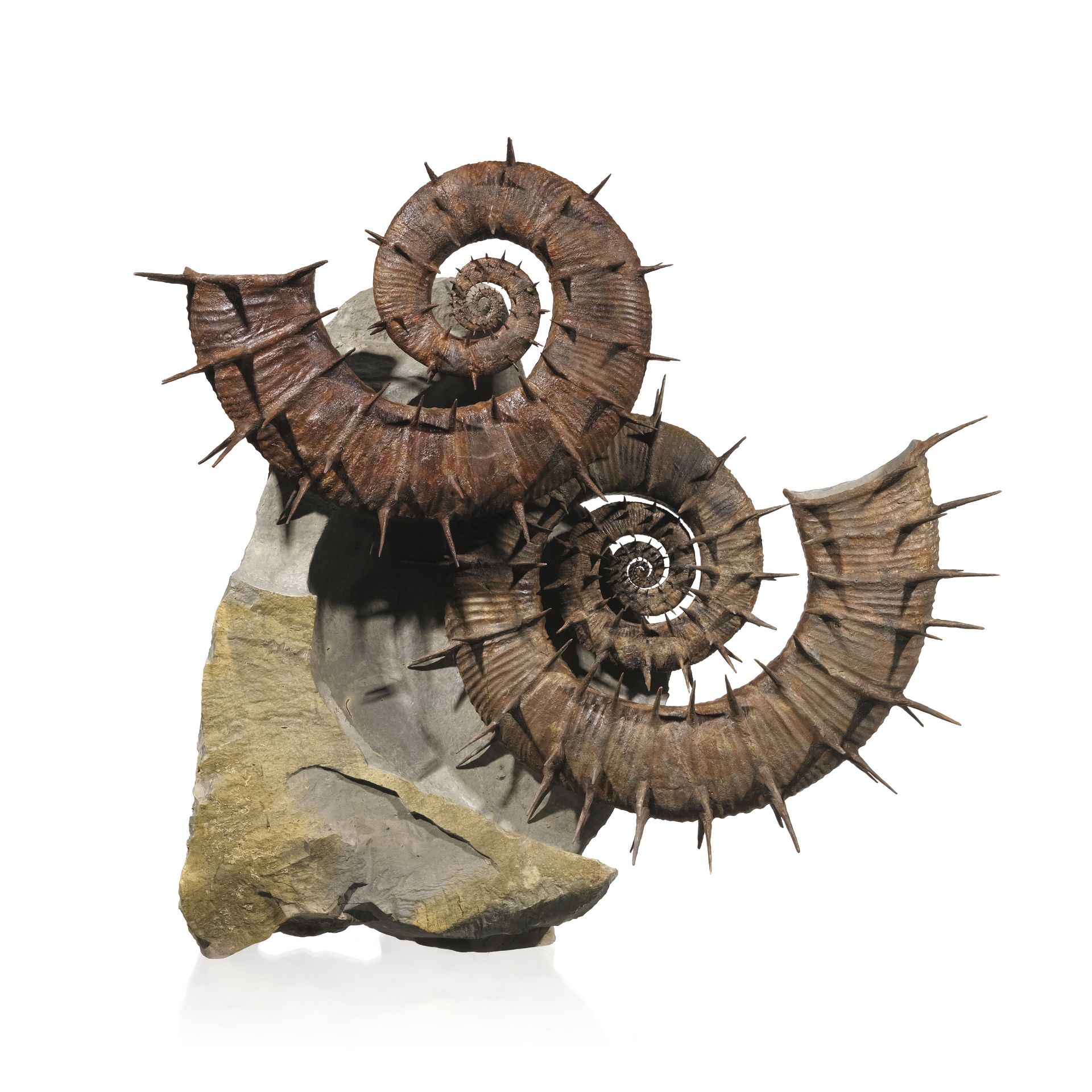 Two large Spiny Ammonite from Southern France, Crioceras