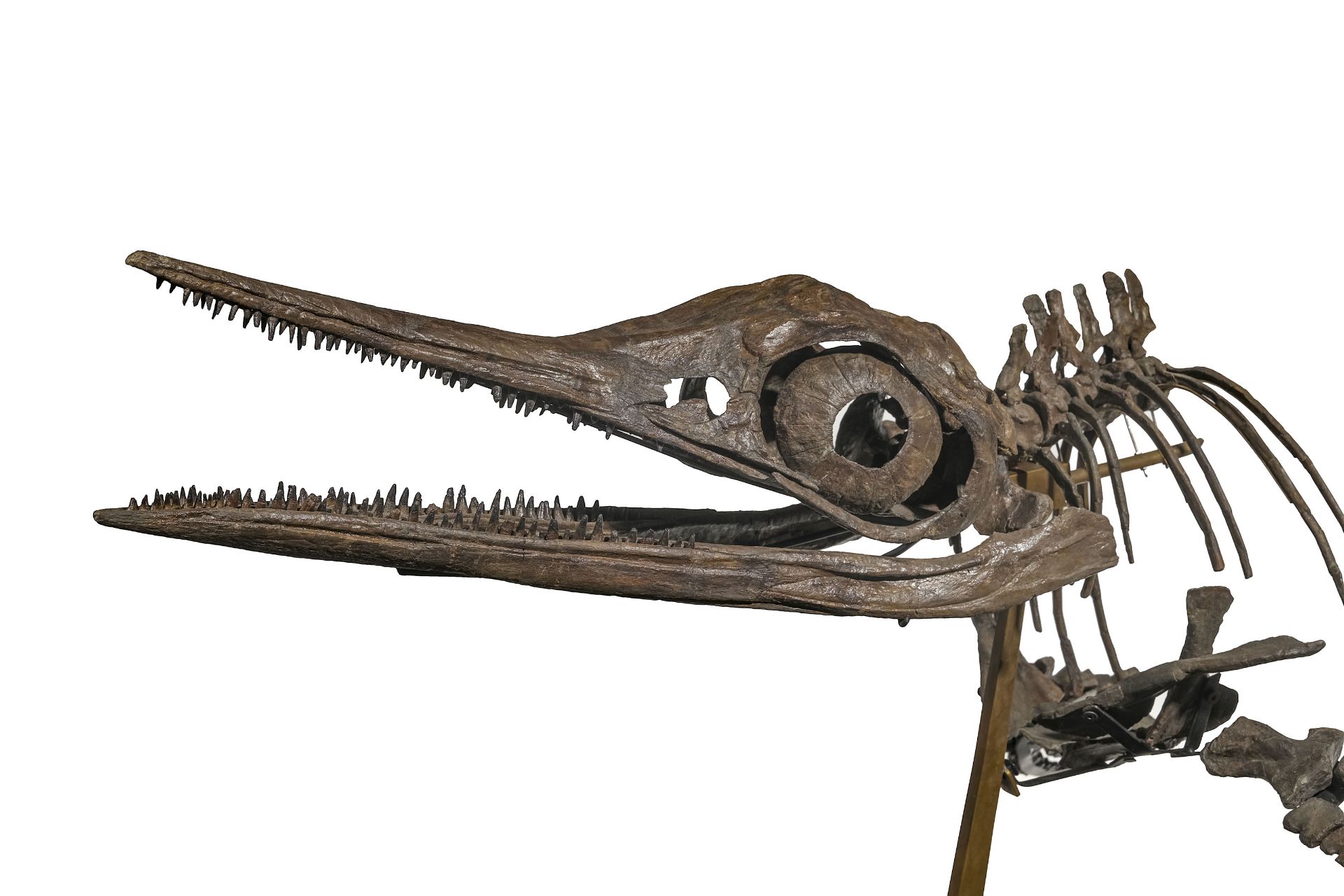Squelette d'Ichtyosaurus Stenopterygius Quadriscissus, Allemagne, Jurassique (150 millions d'années) - Image 4 of 9