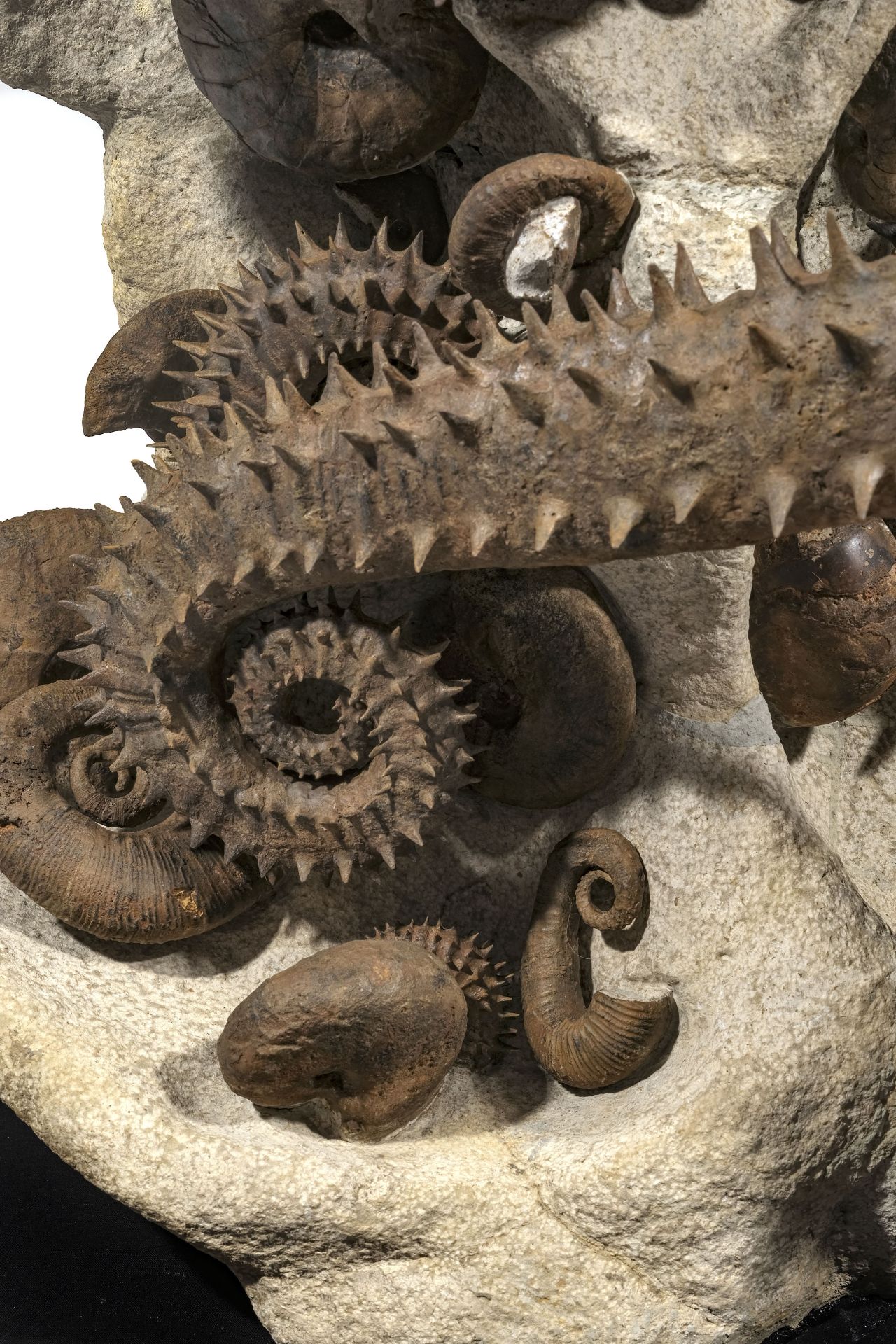 Cimetière marin d'ammonites déroulées épineuses, Maroc (région d'Agadir), h. 105 cm - Image 3 of 4