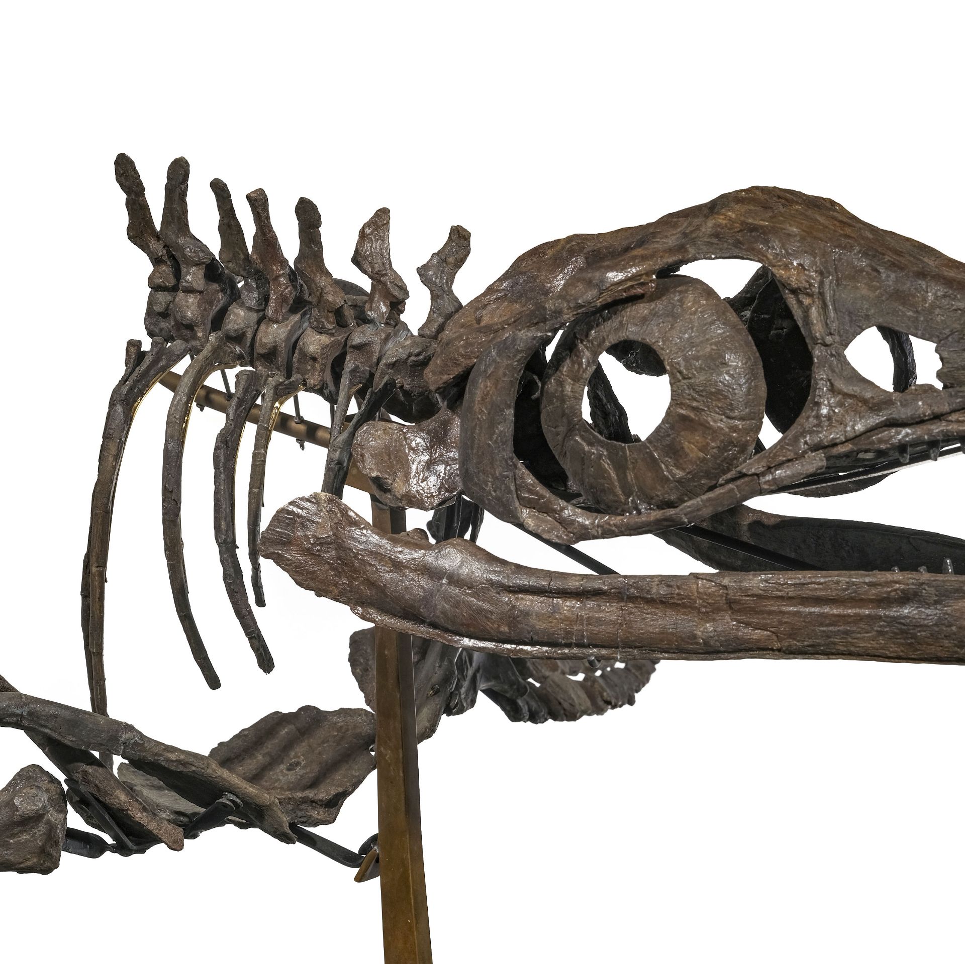 Squelette d'Ichtyosaurus Stenopterygius Quadriscissus, Allemagne, Jurassique (150 millions d'années) - Image 5 of 9
