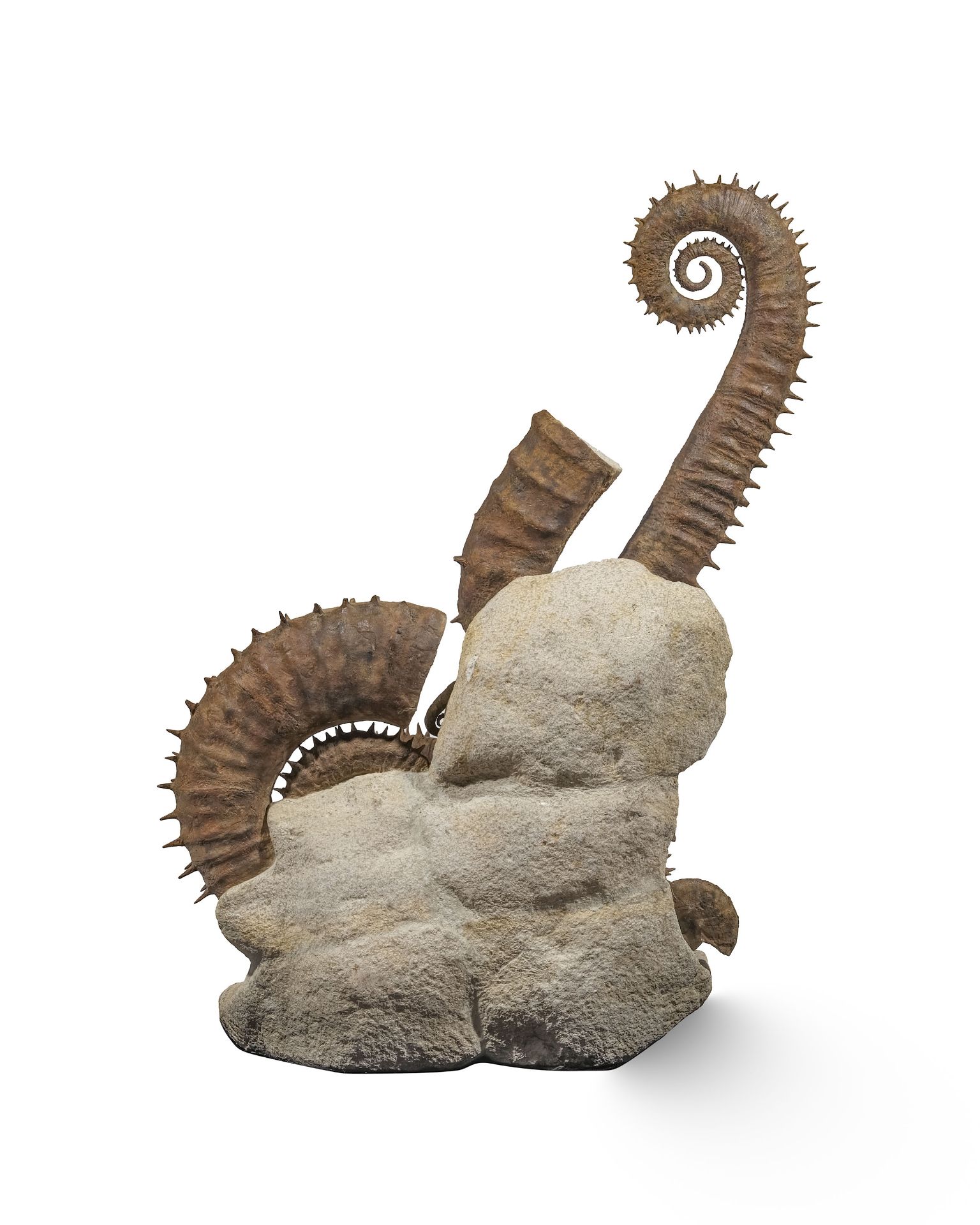 Cimetière marin d'ammonites déroulées épineuses, Maroc (région d'Agadir), h. 105 cm - Image 4 of 4