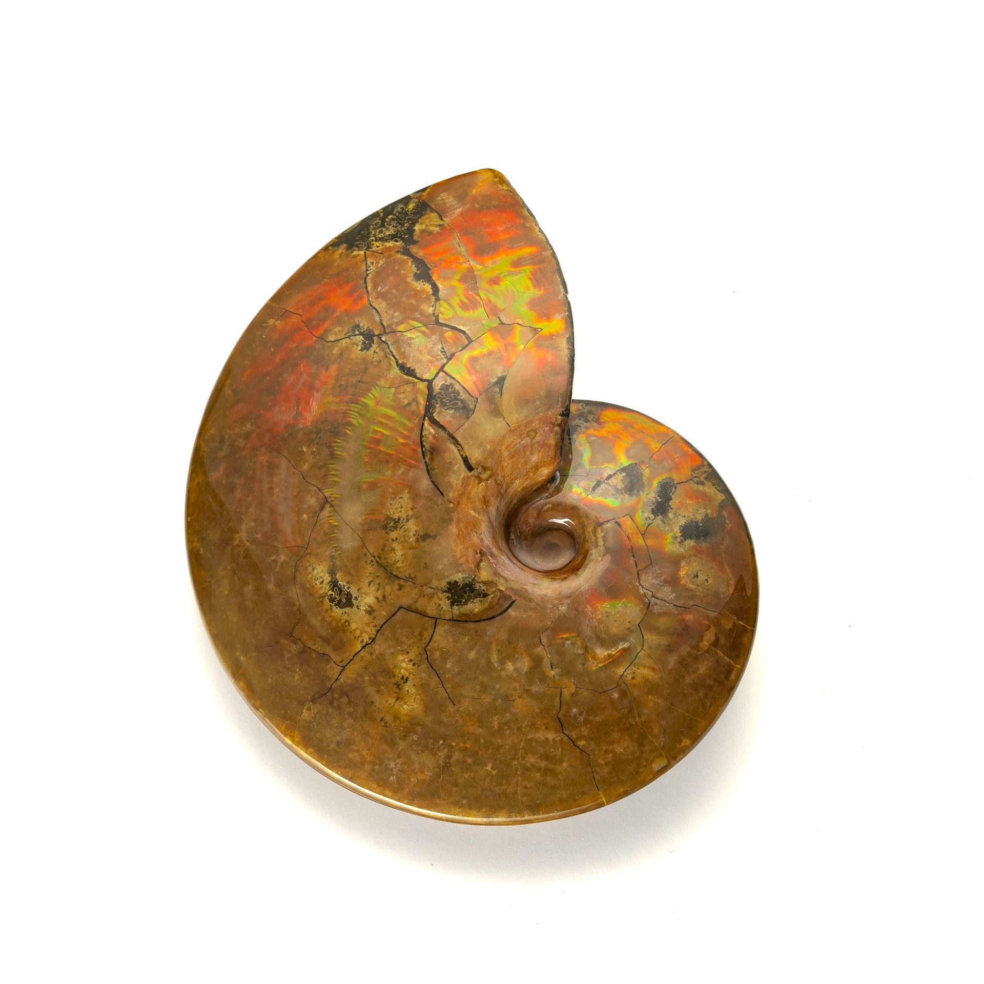 Ammonite Placenticeras meeki, Crétacé supérieur, Campanian (~70.6 - 83.5 millions d'années), USA (Da - Image 2 of 5