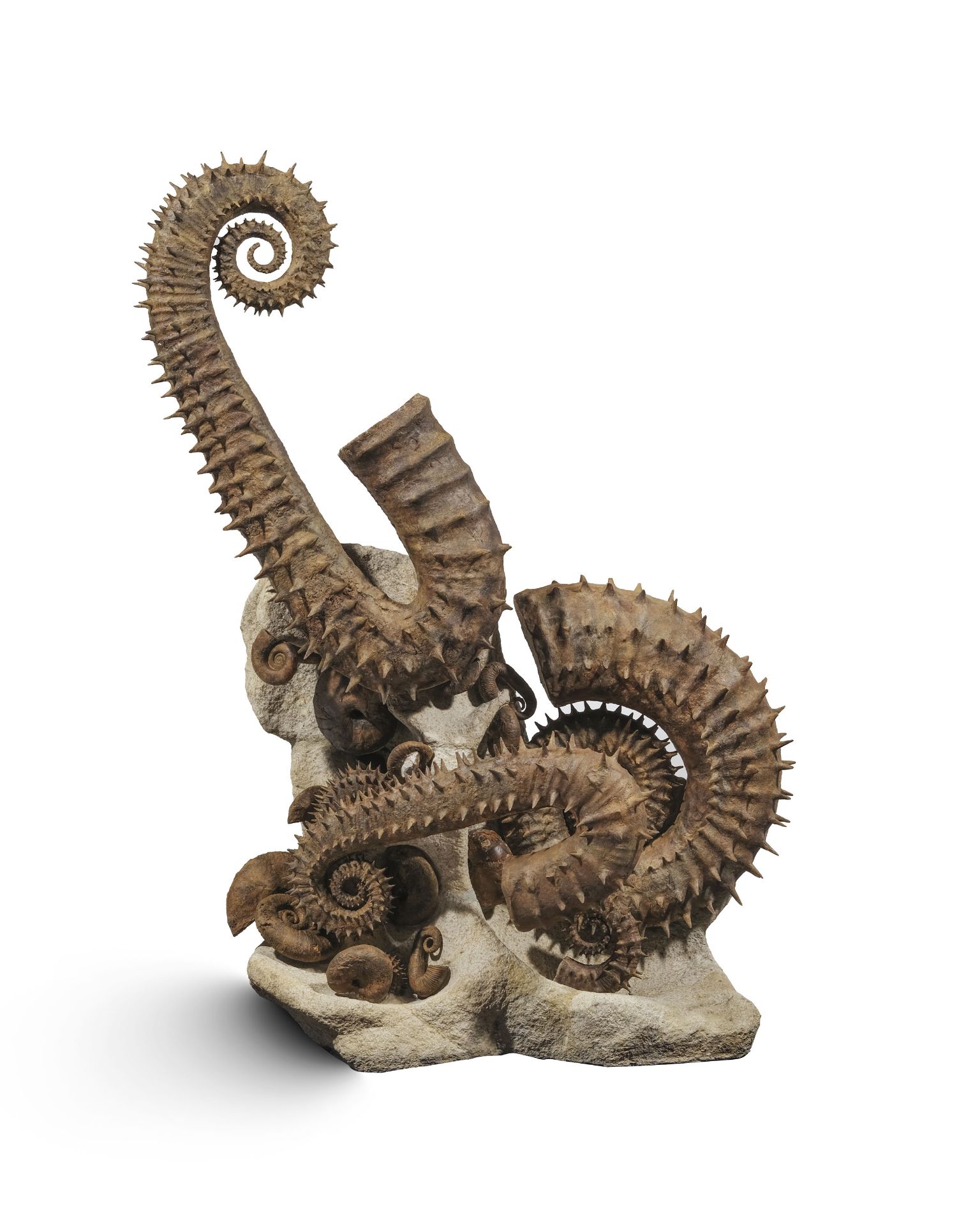 Cimetière marin d'ammonites déroulées épineuses, Maroc (région d'Agadir), h. 105 cm
