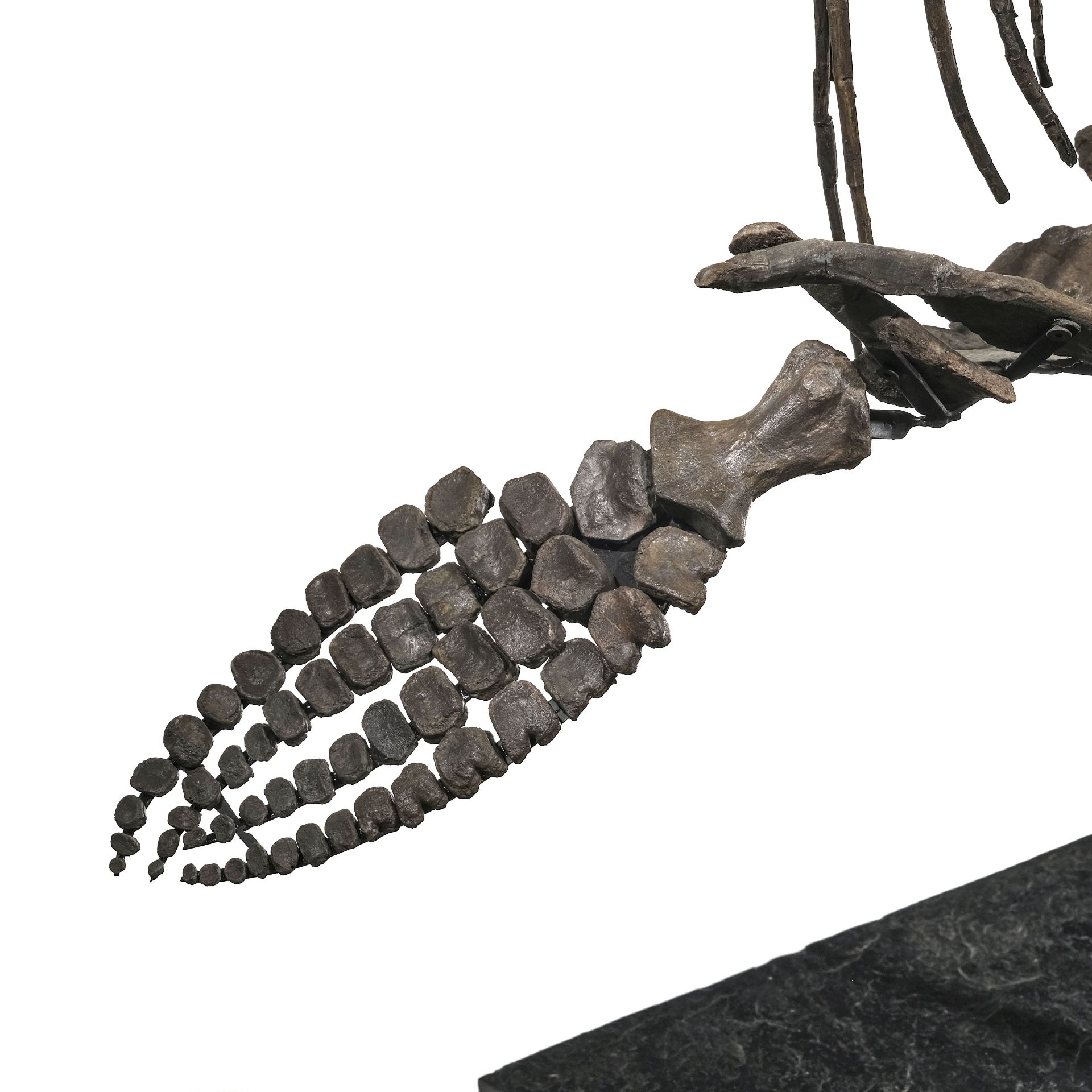 Squelette d'Ichtyosaurus Stenopterygius Quadriscissus, Allemagne, Jurassique (150 millions d'années) - Image 7 of 9