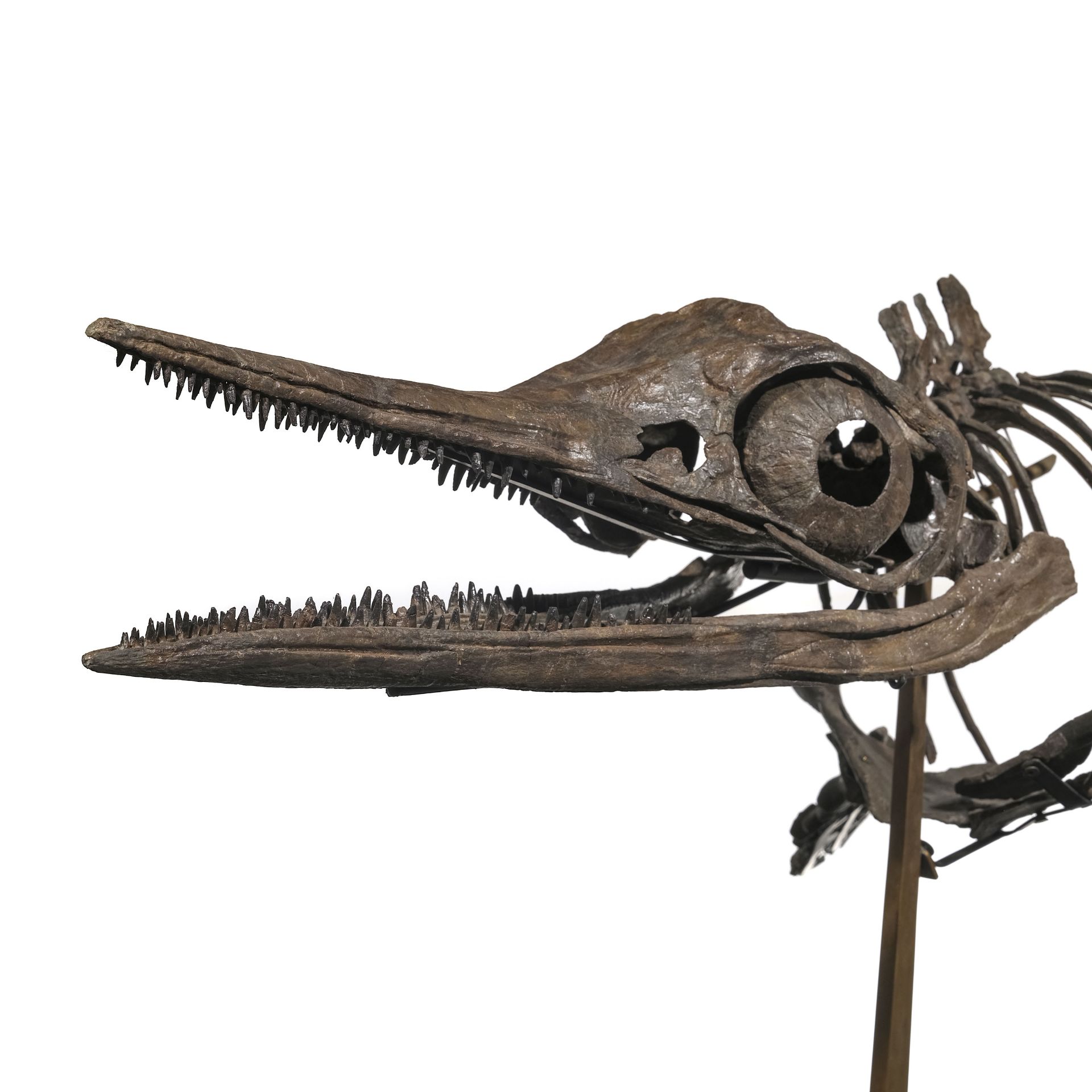 Squelette d'Ichtyosaurus Stenopterygius Quadriscissus, Allemagne, Jurassique (150 millions d'années) - Image 3 of 9