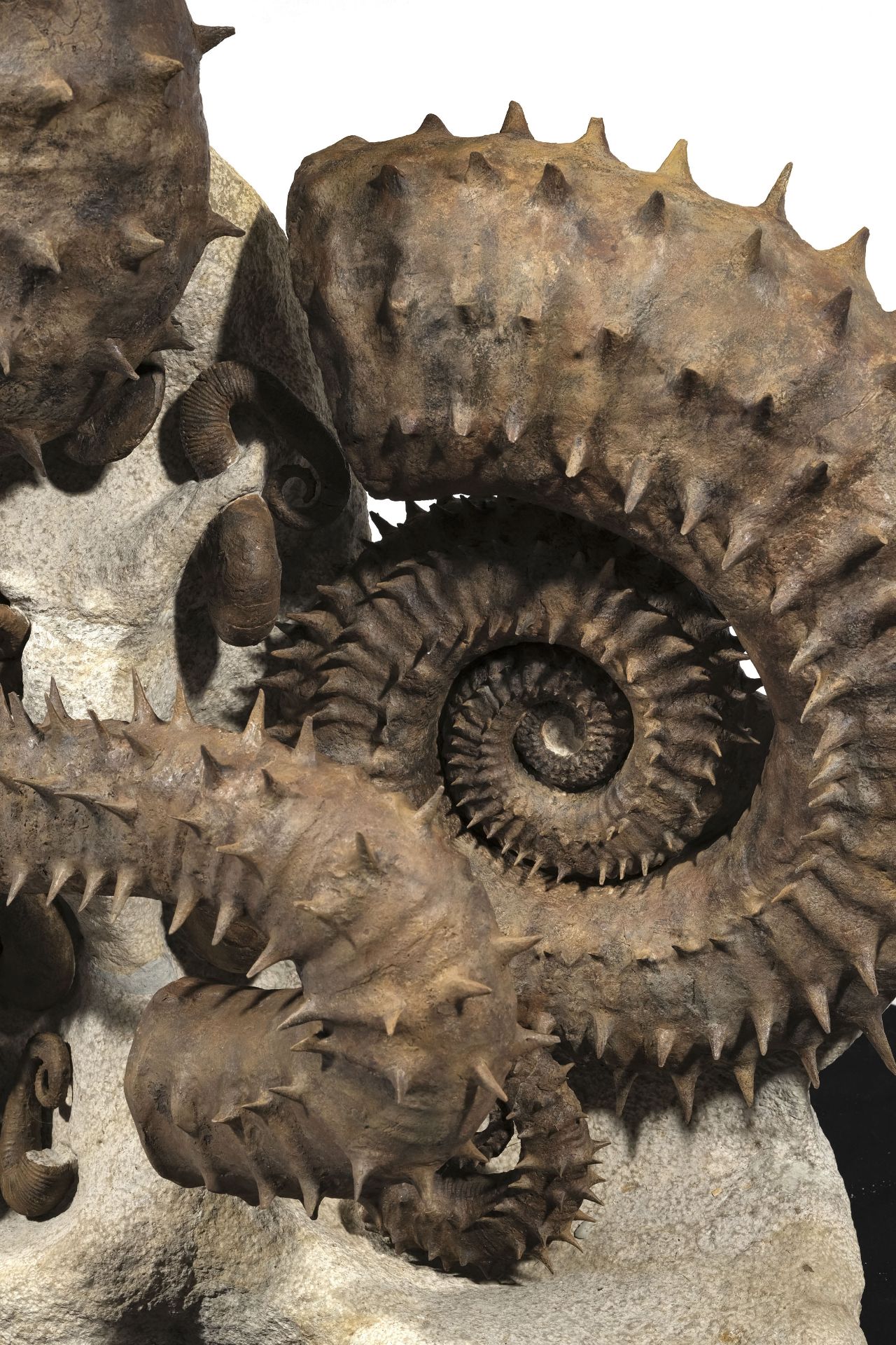 Cimetière marin d'ammonites déroulées épineuses, Maroc (région d'Agadir), h. 105 cm - Image 2 of 4