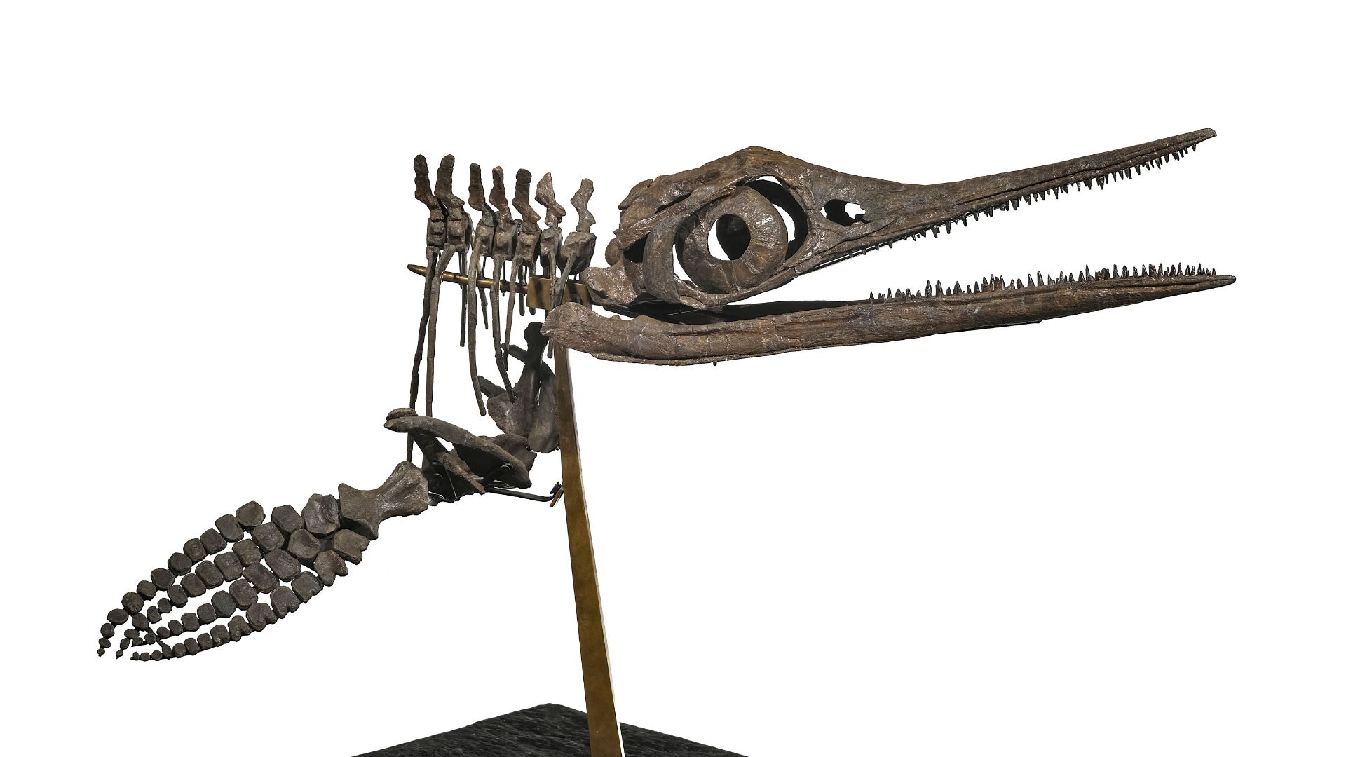 Squelette d'Ichtyosaurus Stenopterygius Quadriscissus, Allemagne, Jurassique (150 millions d'années) - Image 8 of 9