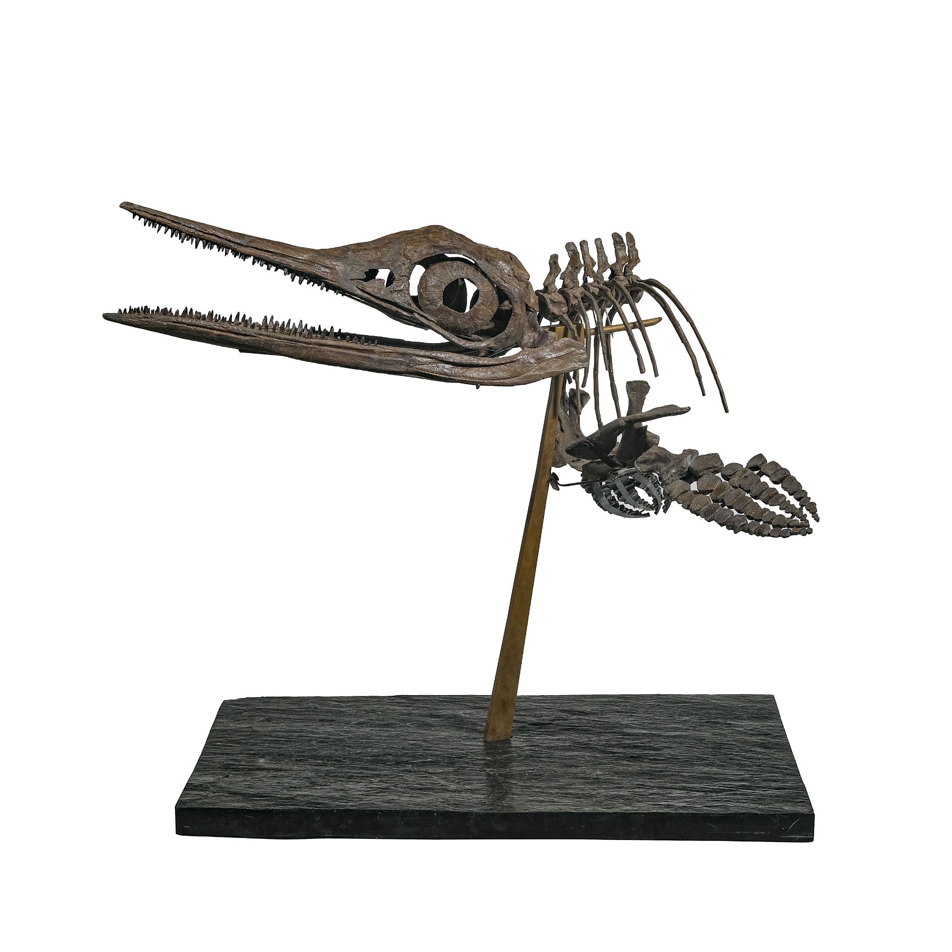 Squelette d'Ichtyosaurus Stenopterygius Quadriscissus, Allemagne, Jurassique (150 millions d'années)