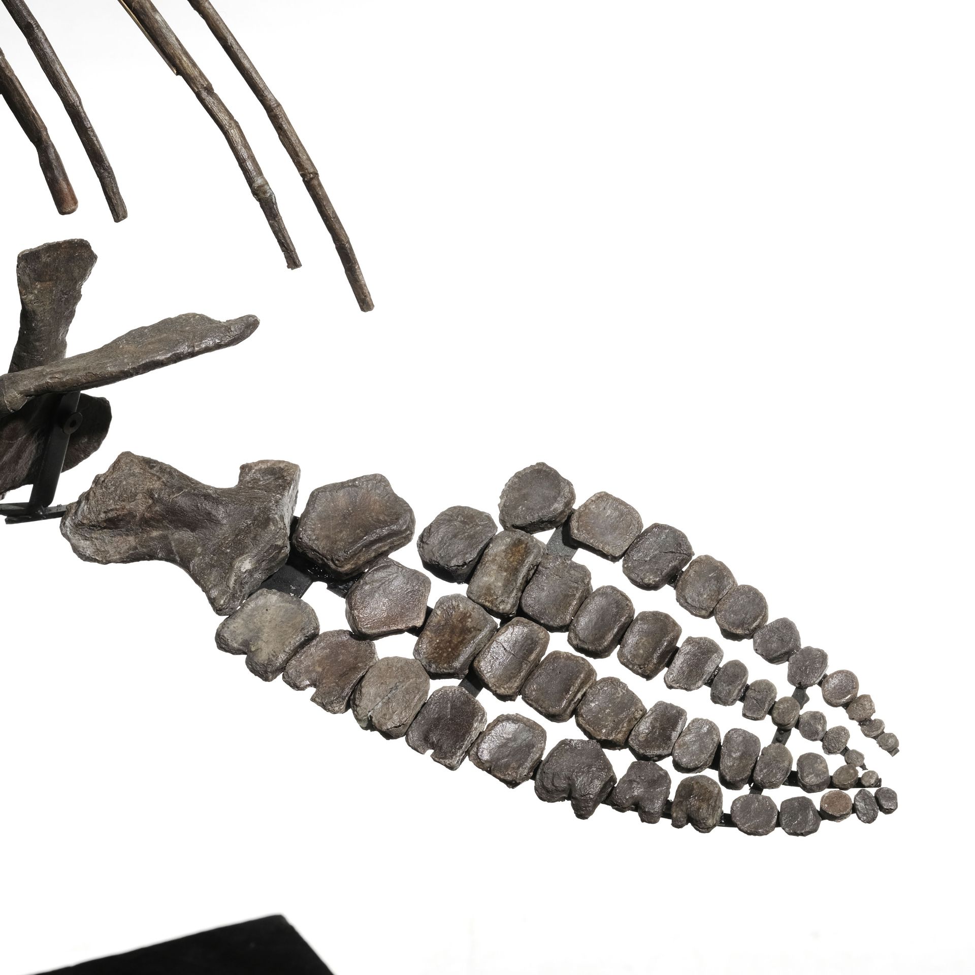 Squelette d'Ichtyosaurus Stenopterygius Quadriscissus, Allemagne, Jurassique (150 millions d'années) - Image 6 of 9
