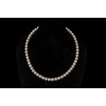 AN AKOYA CULTURED PEARL SINGLE STRAND NECKLACE