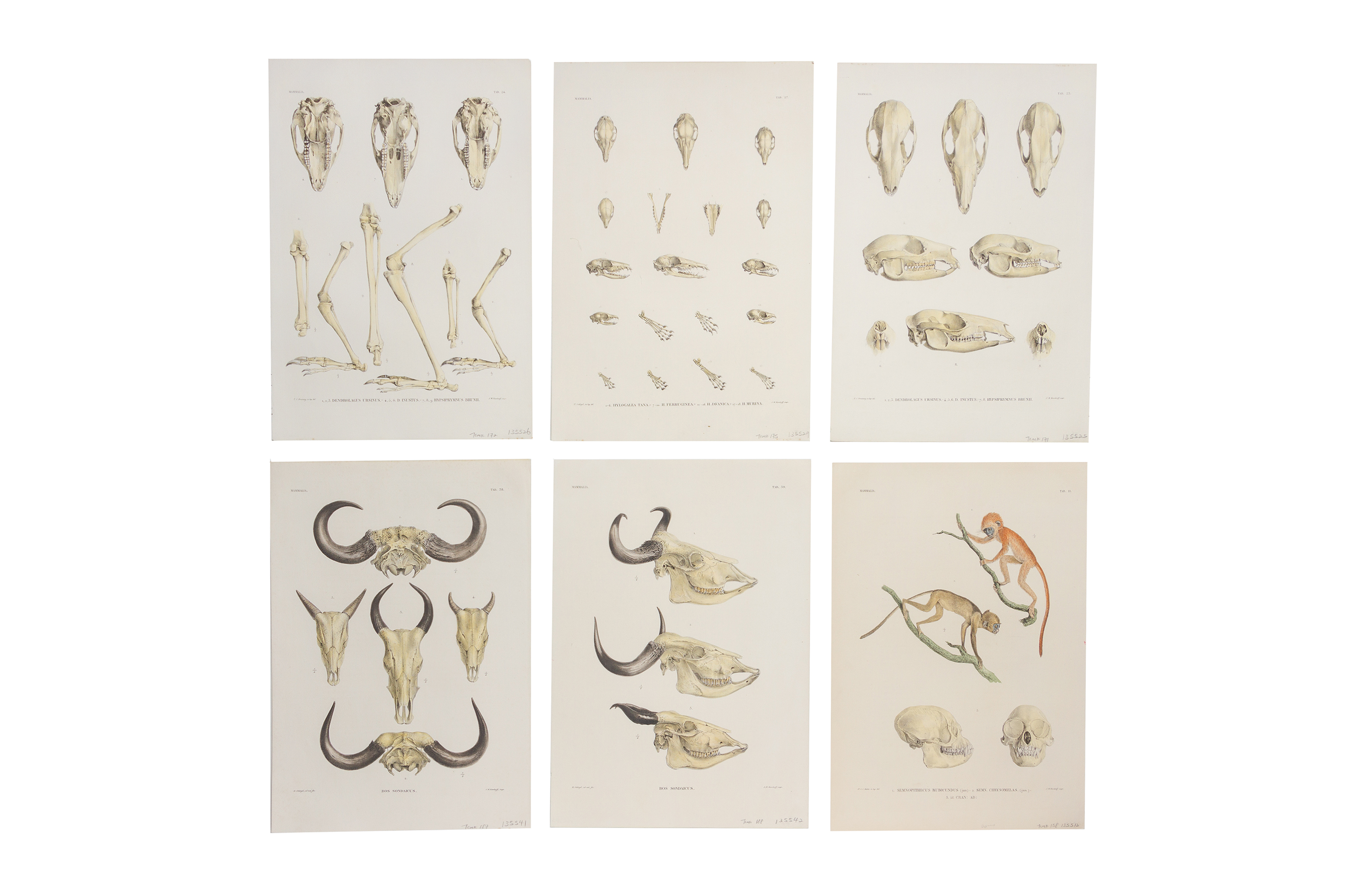 A SET OF TWELVE DUTCH NATURAL HISTORY LITHOGRAPH PRINTS - Image 2 of 3