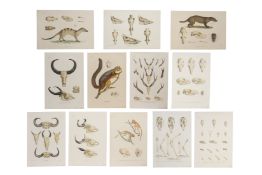 A SET OF TWELVE DUTCH NATURAL HISTORY LITHOGRAPH PRINTS