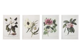 A GROUP OF FOUR LARGE BOTANICAL POSTER PRINTS