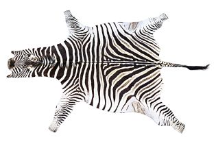 A ZEBRA SKIN RUG