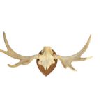Vintage Moose Head Horns on Wooden Plaque - 39" wide.