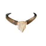 Antique Gaur ( Bos gaurus) Indian Bison - Skull and Horns with Cites Certificate No 628074/01