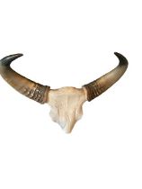 Antique Gaur ( Bos gaurus) Indian Bison - Skull and Horns with Cites Certificate No 628074/01