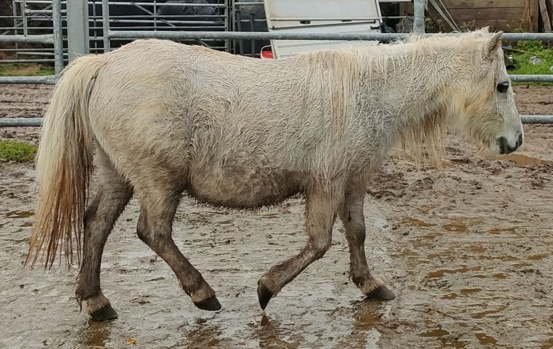 'CORNDON JENNY' SHETLAND GREY MARE APPROX 16 YEARS OLD - Image 11 of 17