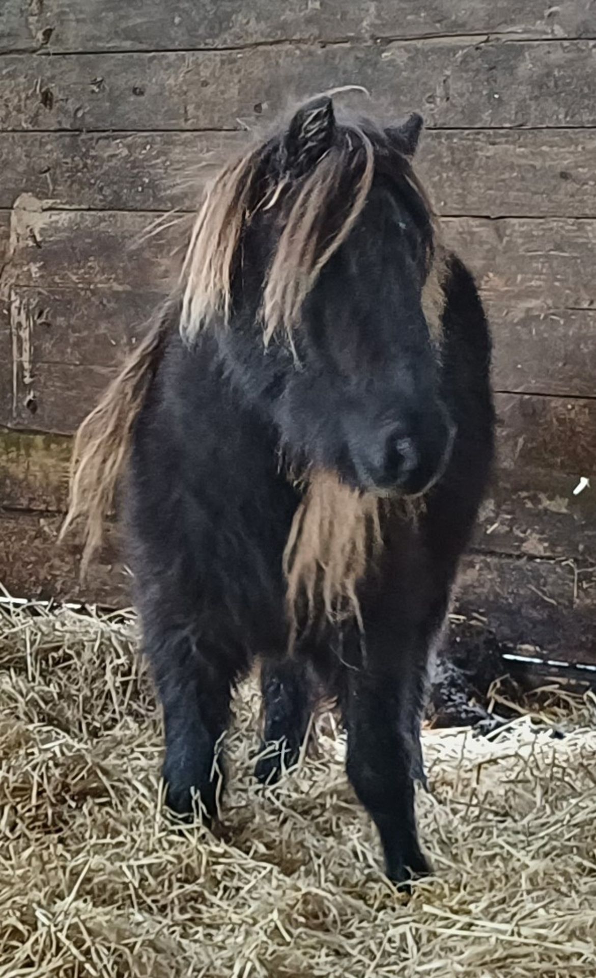 'VIXEN LILLIBET' SHETLAND BLACK MARE BELIEVED TO BE 10 YEARS + - Image 10 of 13