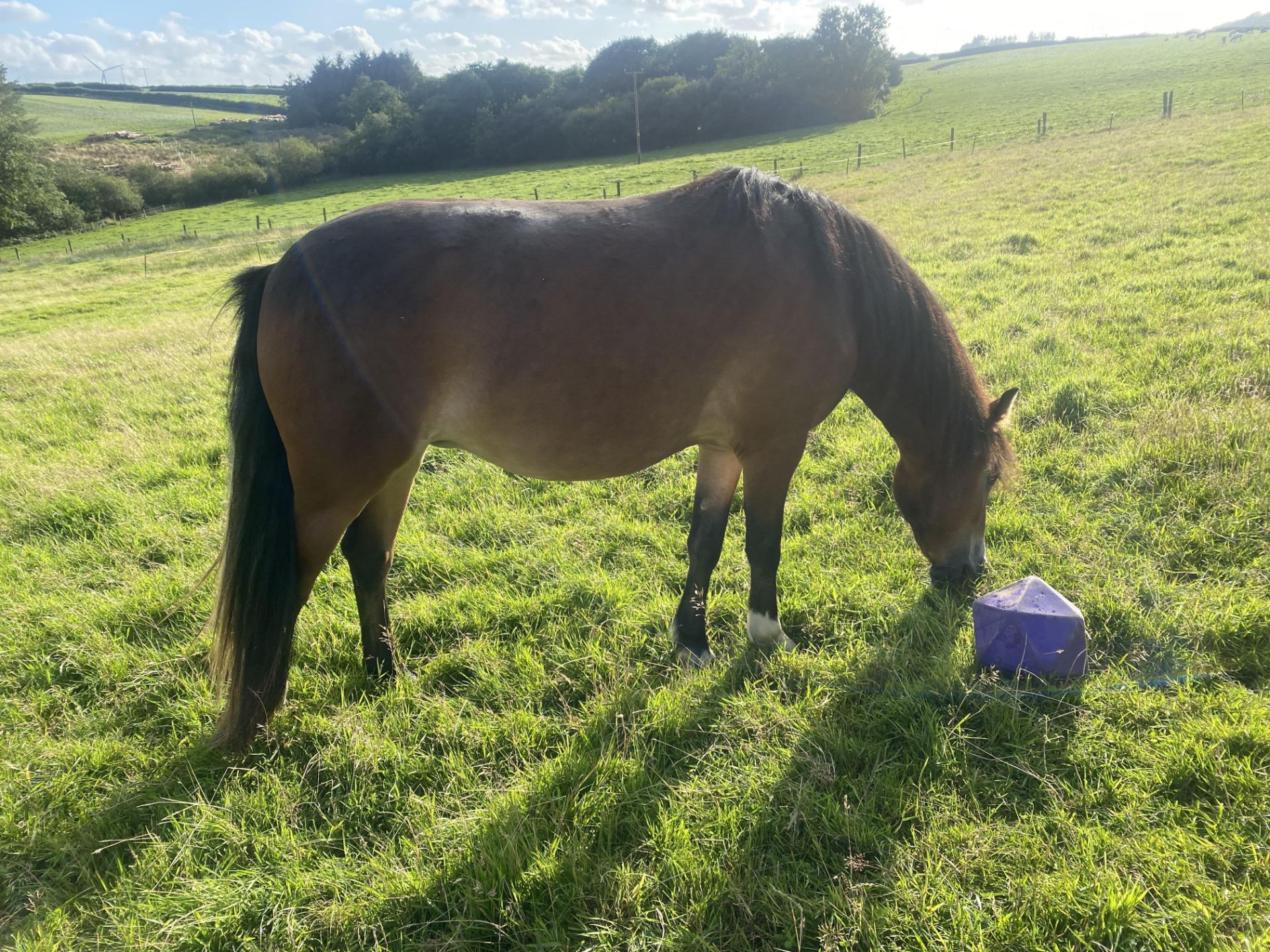 'AISH TOR AUTUMN' DARTMOOR HILL PONY BAY FILLY 2 & 1/2 YEARS OLD - Image 15 of 22