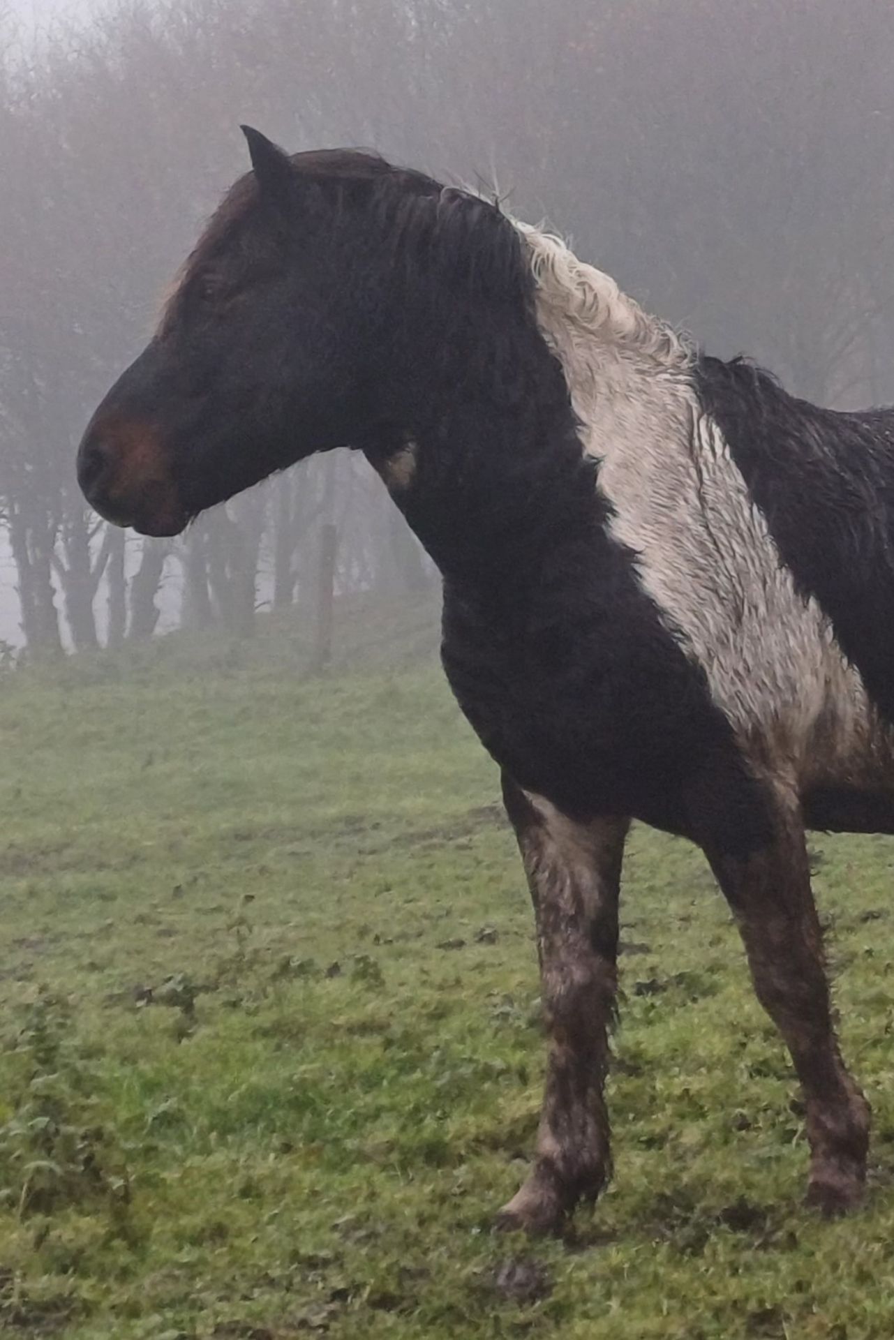 'CORNDON HOLLYBERRY' DARTMOOR HILL PONY SKEWBALD STALLION 15 YEARS OLD - Image 5 of 8