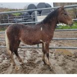 'FERNWORTHY BOUNCER' DARTMOOR HILL PONY SKEWBALD COLT FOAL