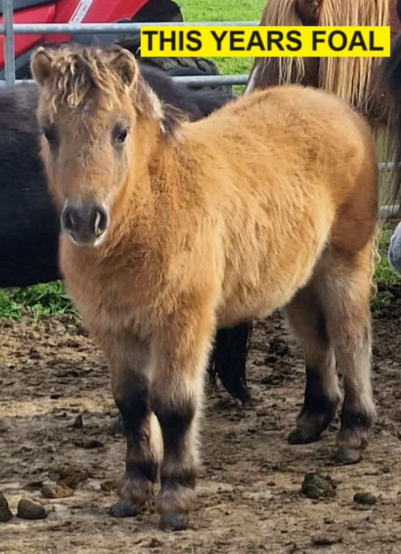 'CORNDON JENNY' SHETLAND GREY MARE APPROX 16 YEARS OLD - Image 16 of 17