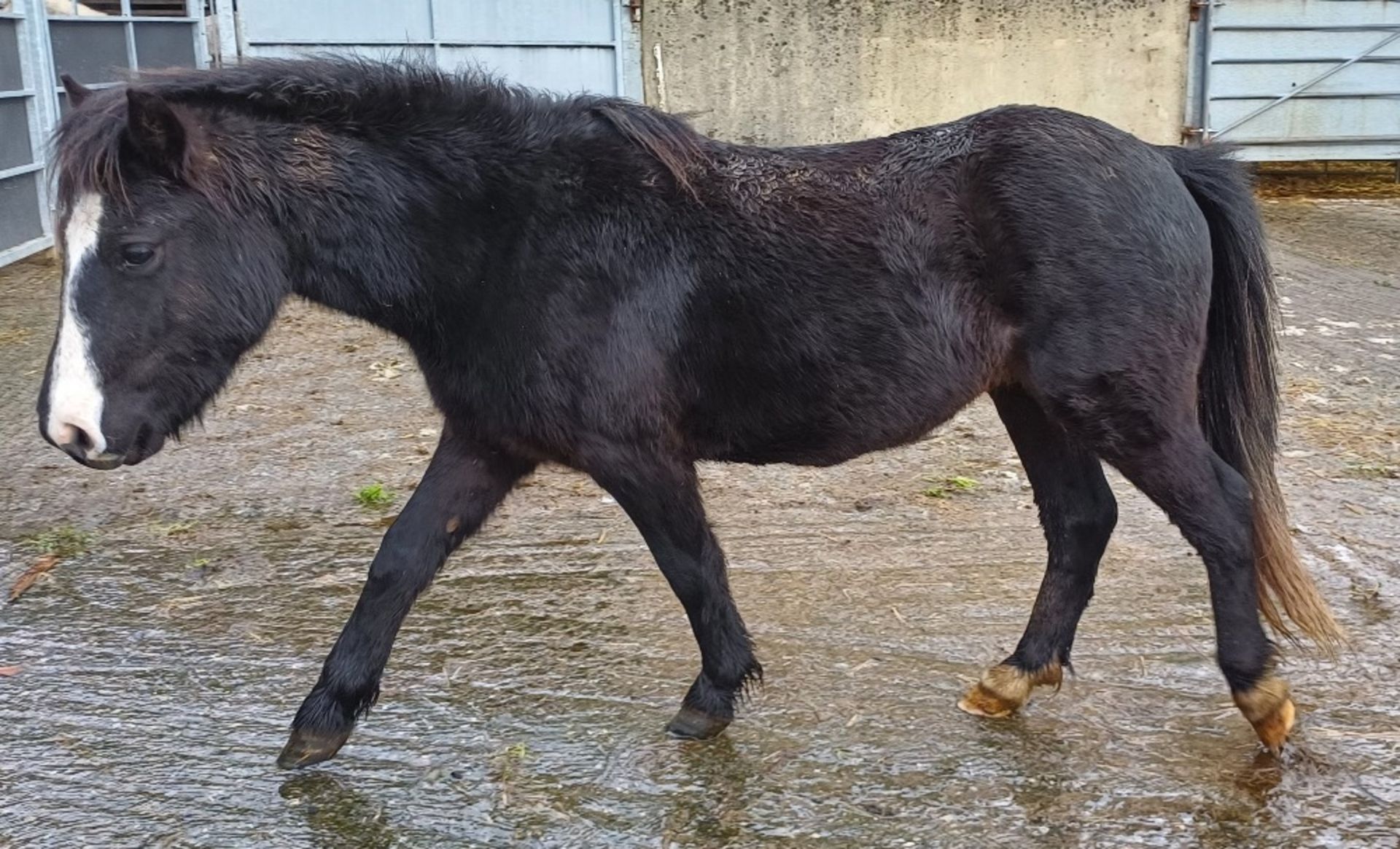 'LEIGHTOR DART' DARTMOOR HILL PONY BLACK COLT APPROX 2 YEARS OLD - Image 2 of 12