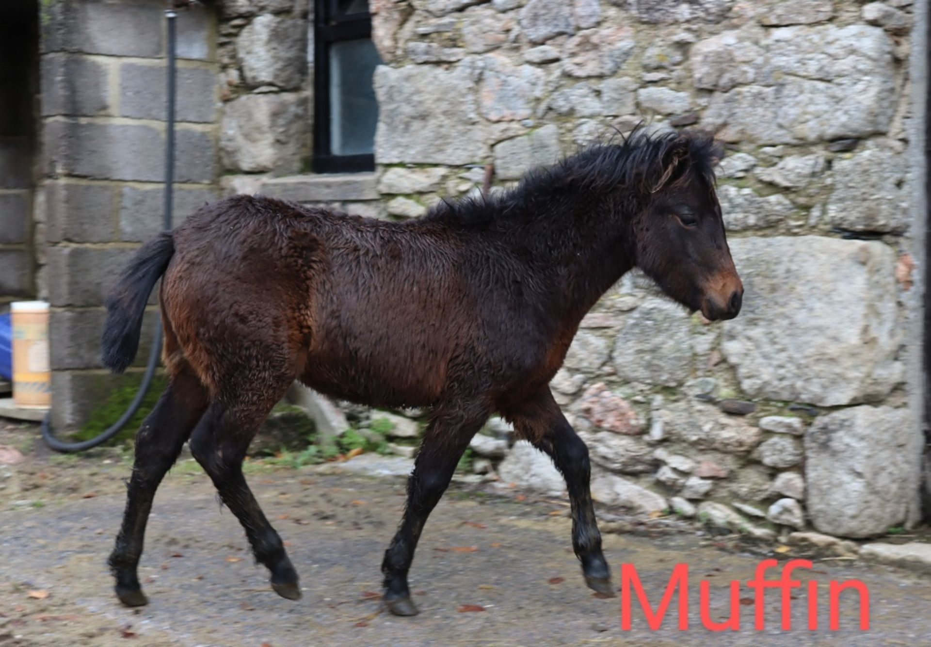 'BLACKATOR MUFFIN' DARTMOOR HILL PONY BAY FILLY FOAL - Image 3 of 21