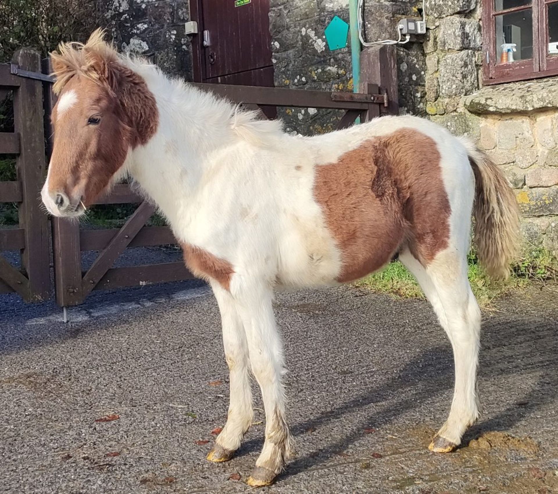 'RUNNAGE ROCKET MAN' DARTMOOR HILL PONY CHESTNUT & WHITE GELDING APPROX