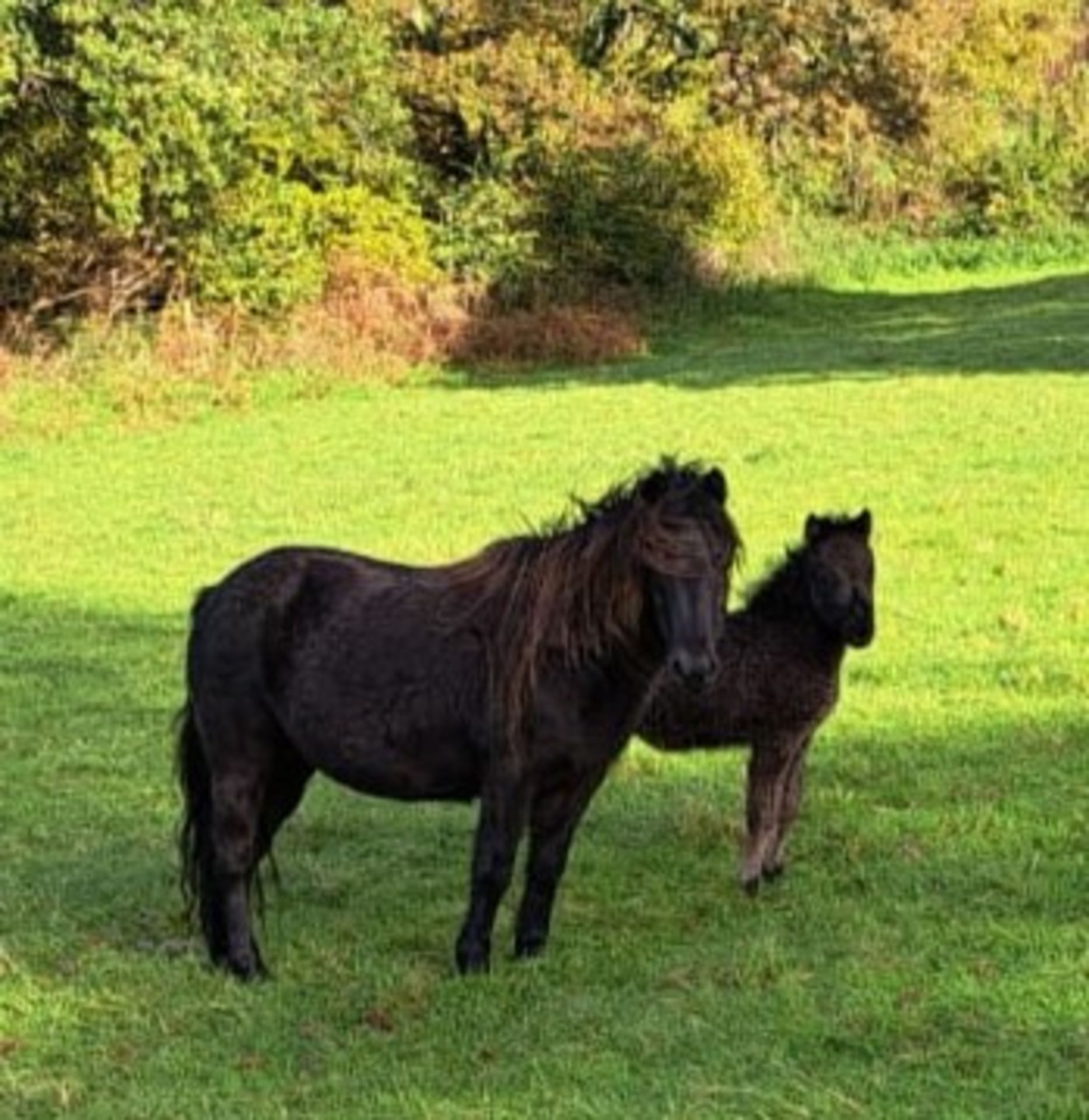 'WAYTOWN MOUSE' DARTMOOR HILL PONY BLACK MARE & 'WAYTOWN MINNIE' FILLY FOAL APPROX 2 MONTHS OLD - Image 5 of 5