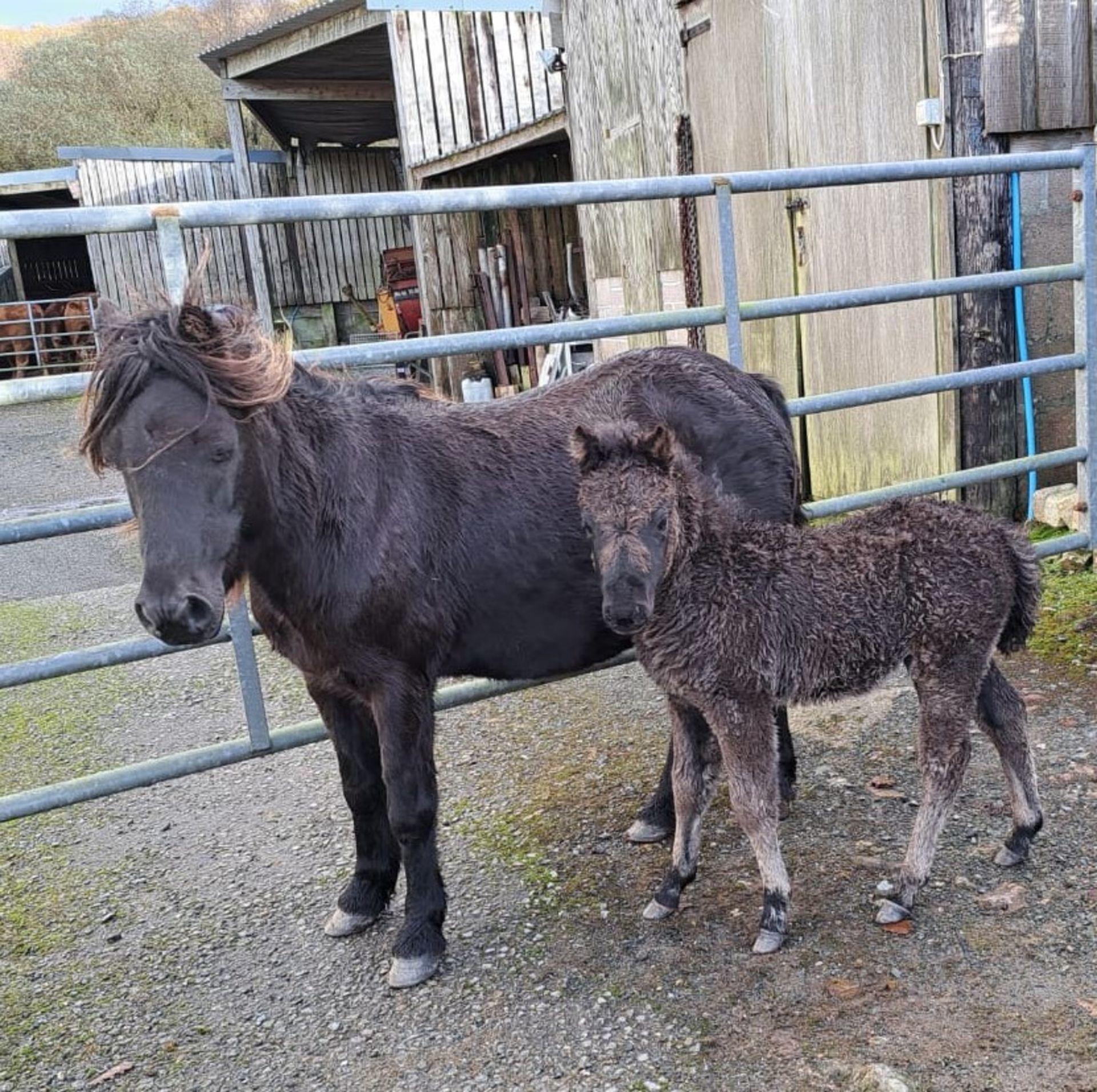 'WAYTOWN MOUSE' DARTMOOR HILL PONY BLACK MARE & 'WAYTOWN MINNIE' FILLY FOAL APPROX 2 MONTHS OLD - Image 3 of 5